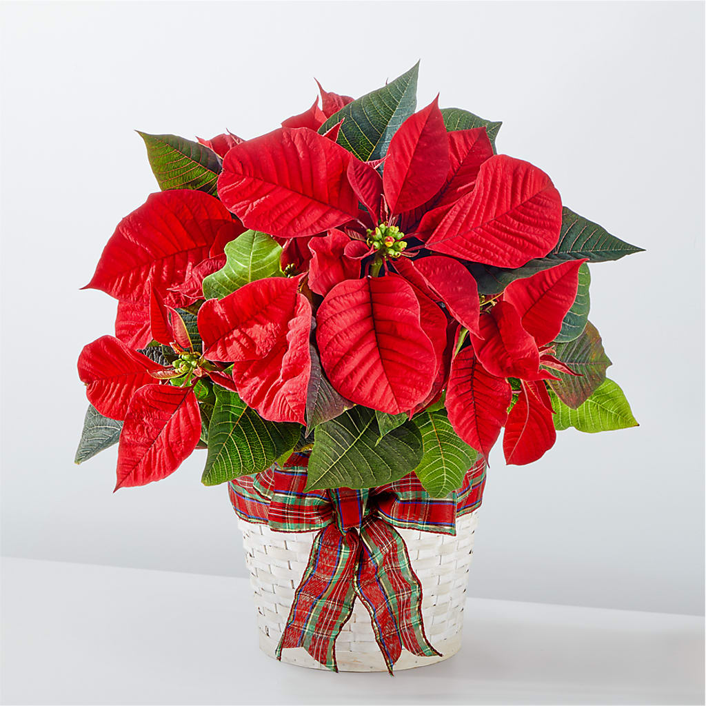Happiest Holidays Poinsettia – Creative Designs, Wilmington NC