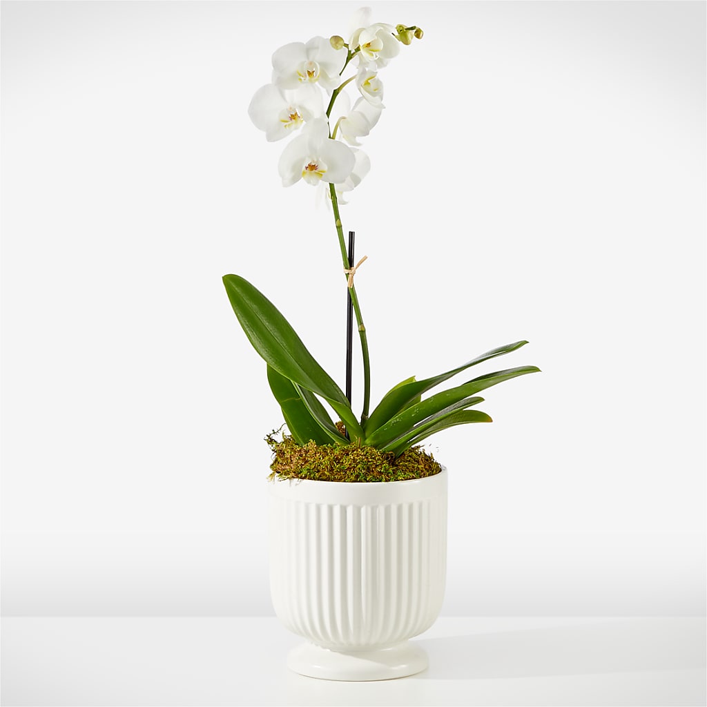 Whispering White Orchid – Creative Designs, Wilmington NC