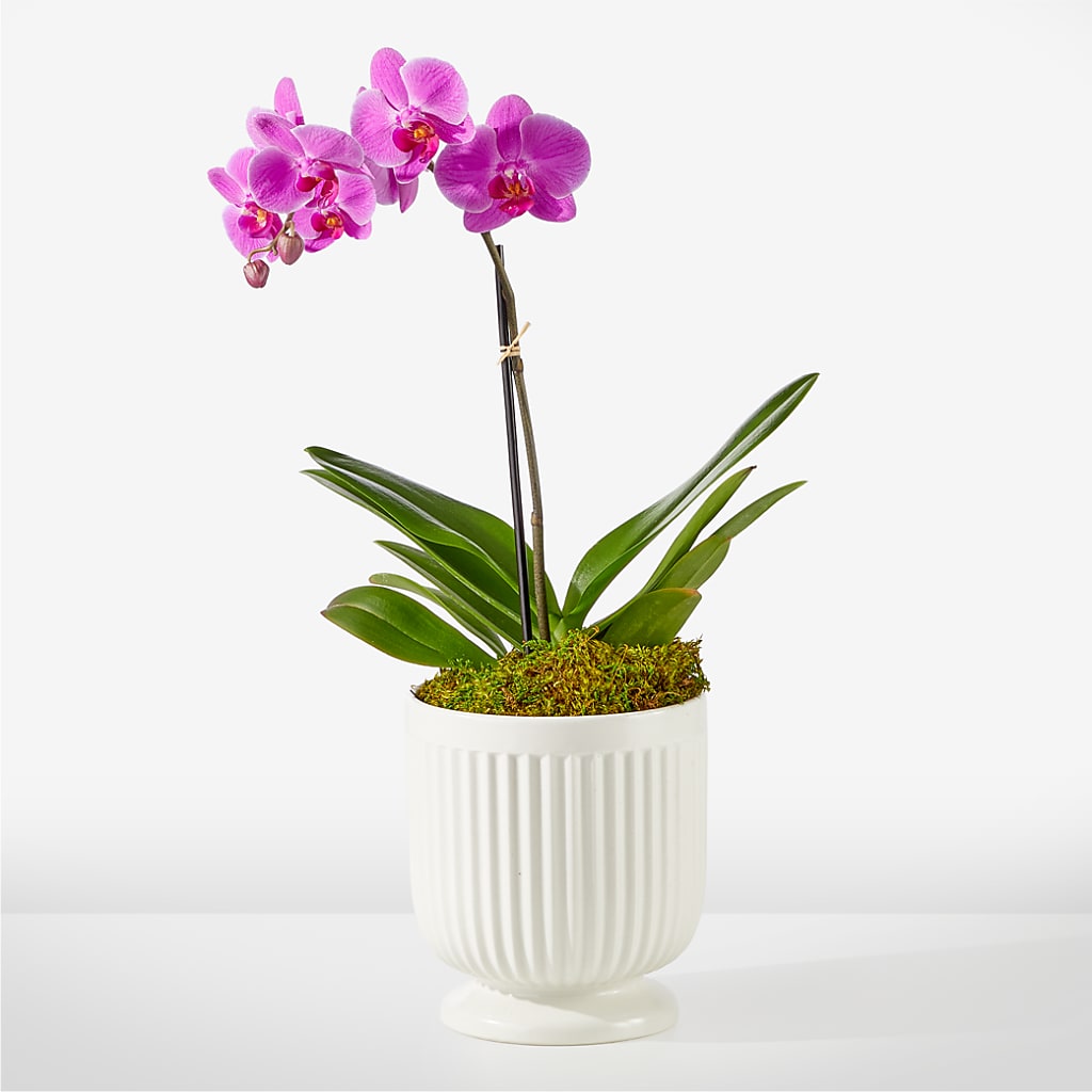 Friendly Fuchsia Orchid – Creative Designs, Wilmington NC