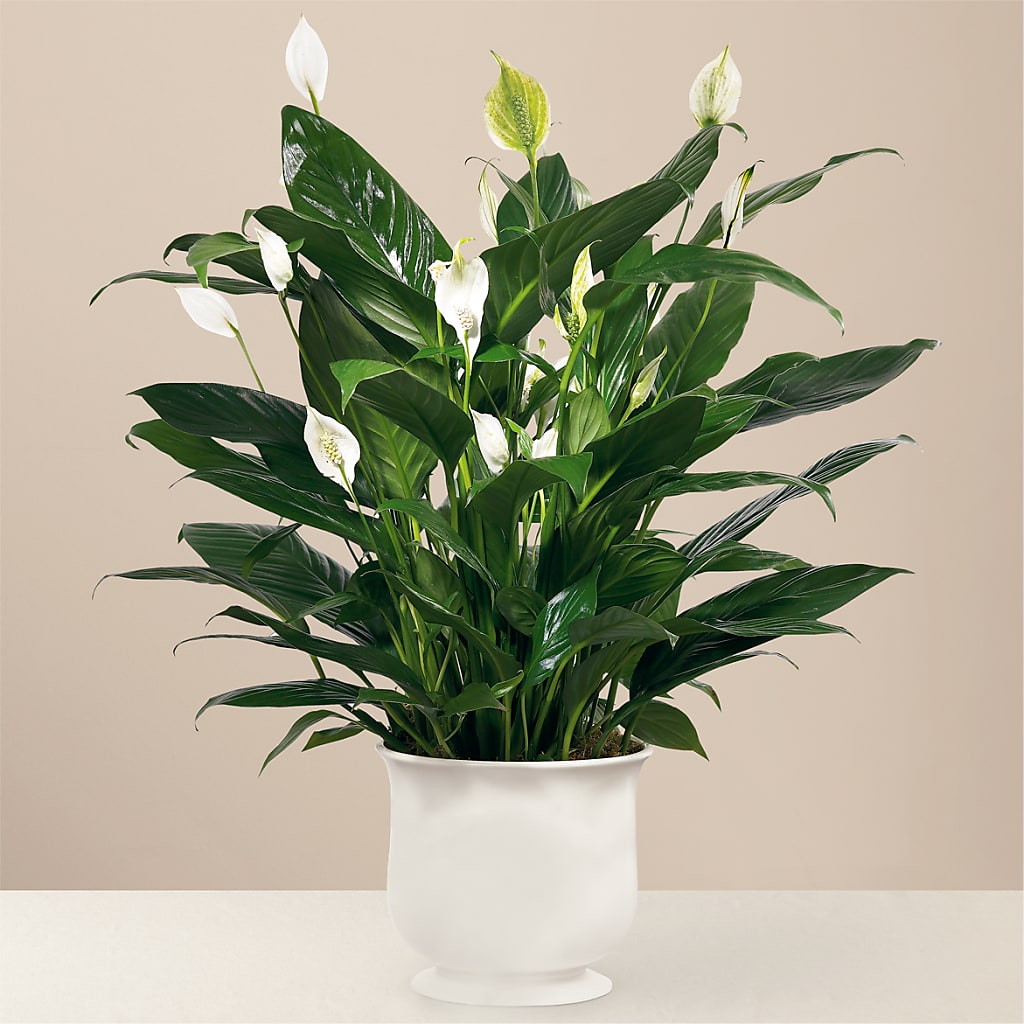 Comfort Planter – Creative Designs, Wilmington NC