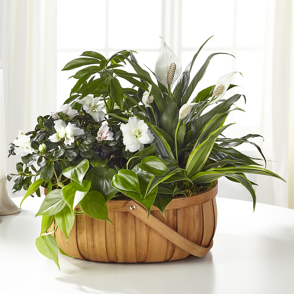Serene Dishgarden – Creative Designs, Wilmington NC