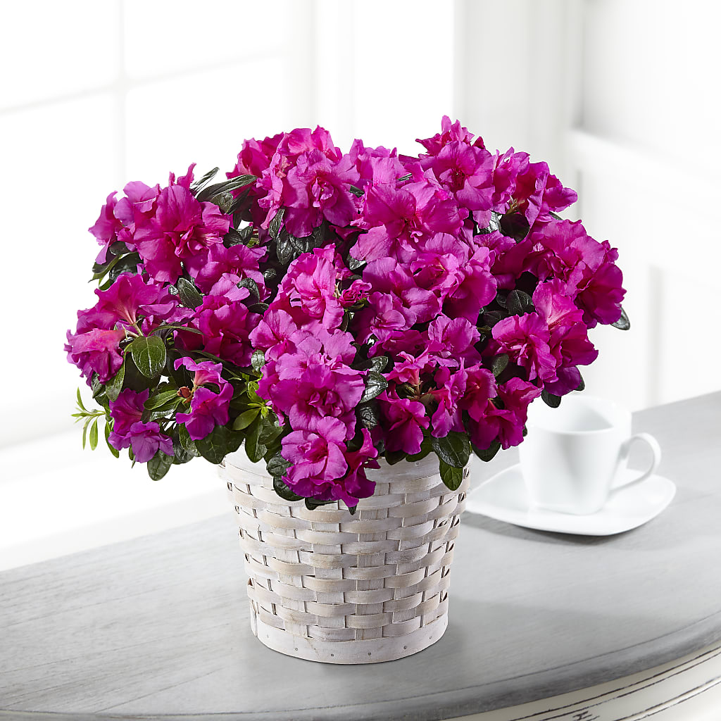 Hope & Serenity Azalea Plant – Creative Designs, Wilmington NC
