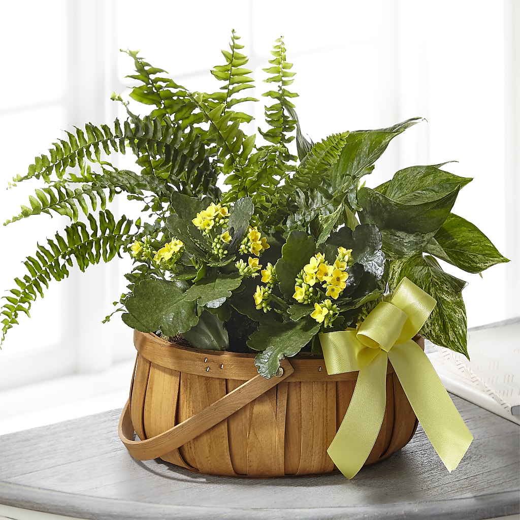 Always Dear Dishgarden – Creative Designs, Wilmington NC