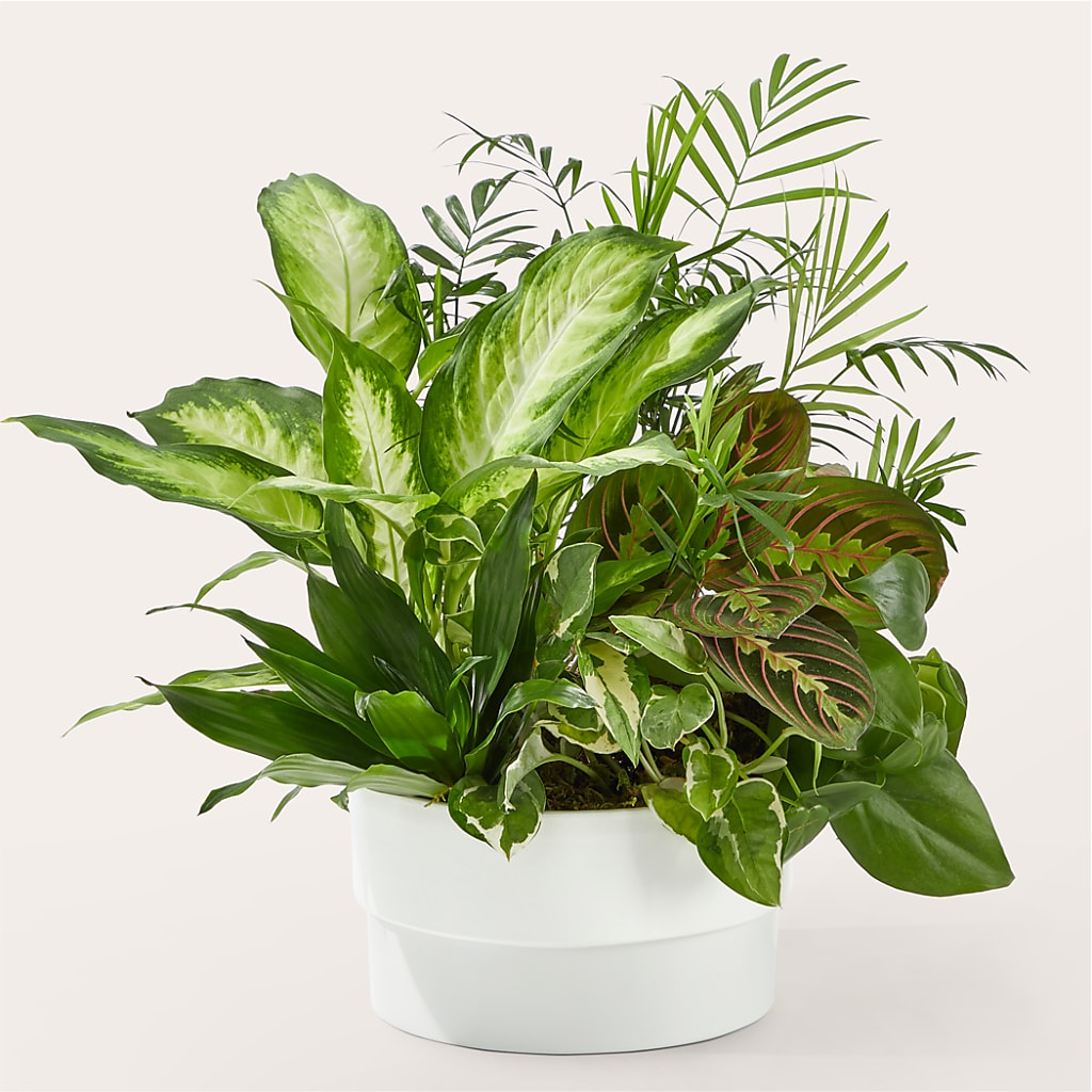 Radiating Positivity Dishgarden – Creative Designs, Wilmington NC