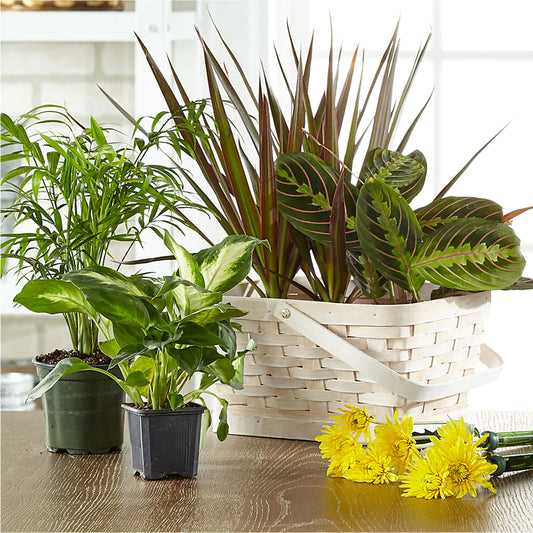 Florist Designed Blooming and Green Plants in a Basket –  Creative Designs, Wilmington NC