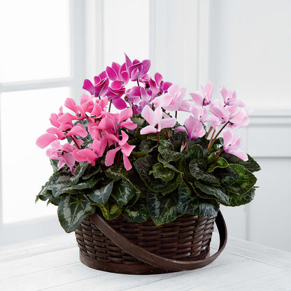 Mixed Cyclamen Planter –  Creative Designs, Wilmington NC