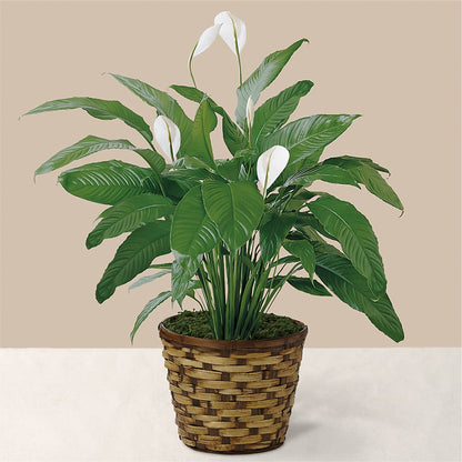 Tranquil Moments Peace Lily Plant –  Creative Designs, Wilmington NC