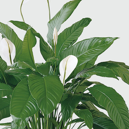 Tranquil Moments Peace Lily Plant –  Creative Designs, Wilmington NC