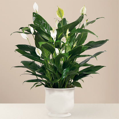 Comfort Planter –  Creative Designs, Wilmington NC