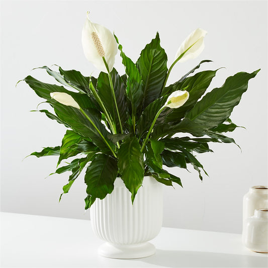 Comfort Planter –  Creative Designs, Wilmington NC