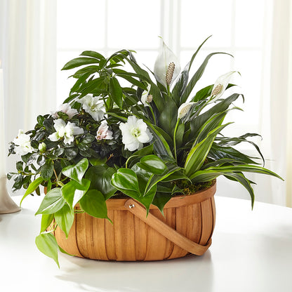 Serene Dishgarden –  Creative Designs, Wilmington NC