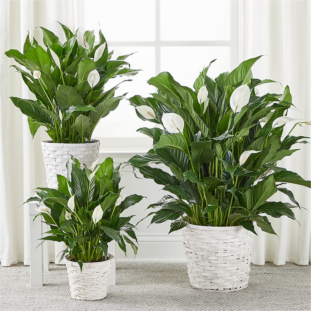 A New Leaf Peace Lily –  Creative Designs, Wilmington NC