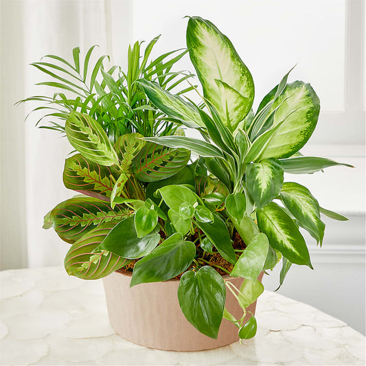 Balance & Harmony Dishgarden –  Creative Designs, Wilmington NC