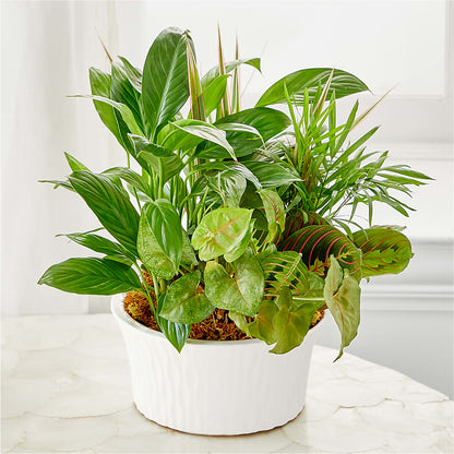 Balance & Harmony Dishgarden –  Creative Designs, Wilmington NC
