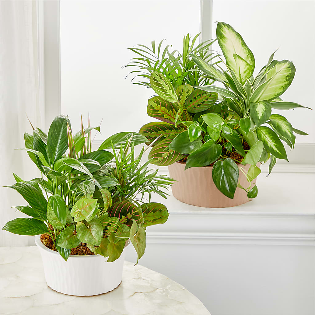 Balance & Harmony Dishgarden –  Creative Designs, Wilmington NC