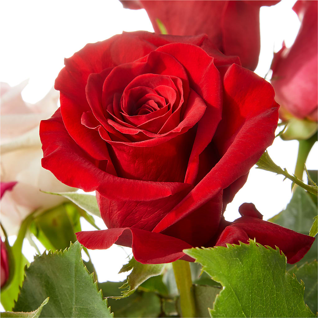 Love Notes Rose Bouquet –  Creative Designs, Wilmington NC